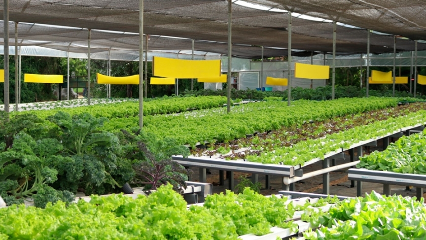 Hidroponía cómo cultivar verduras sin tierra Agroempresario