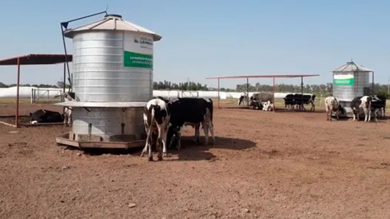 Un Sistema De Engorde Apunta A Que Los Productores Retengan Los