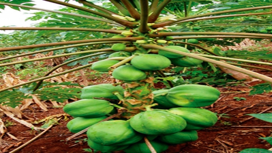 El Cultivo Del Mam N O Papaya Agroempresario