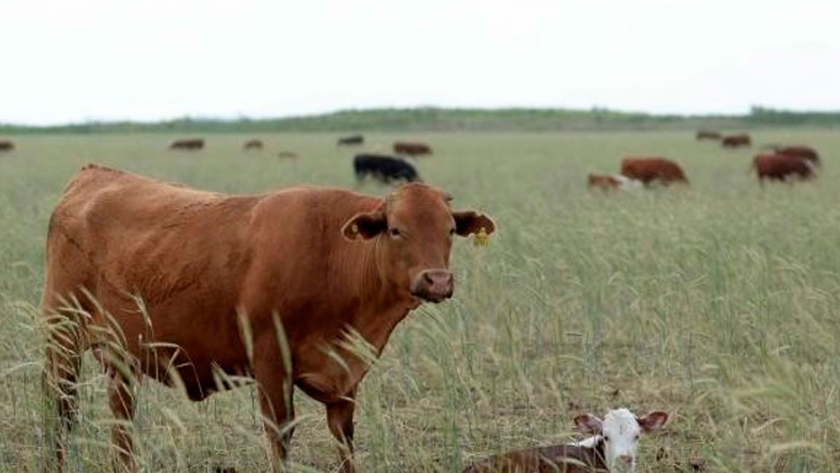 Brucelosis bovina Nuevo plan para su control y erradicación