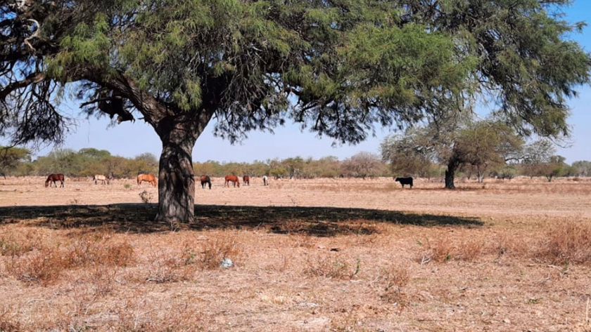 La Nación declaró la emergencia agropecuaria para trece departamentos