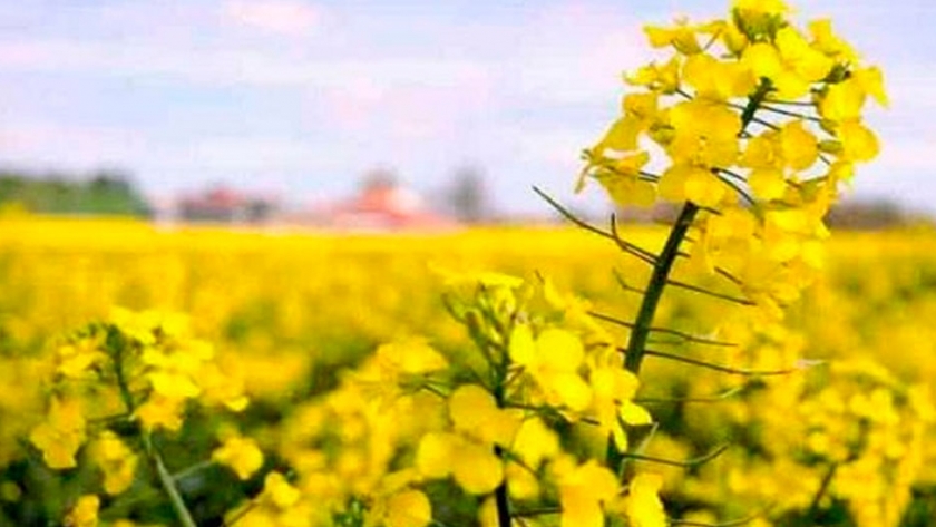 Concretaron embarque de Colza Canola hacia Israel