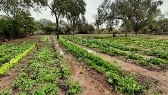 Comunidades originarias de El Sauzalito trabajan proyectos hortícolas