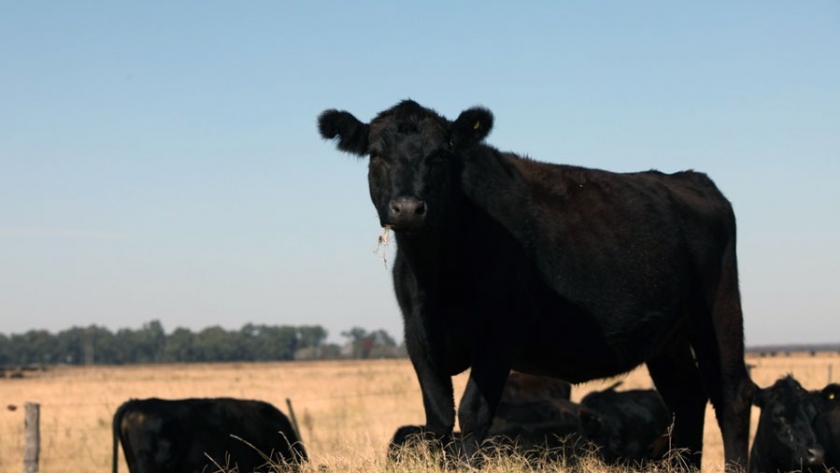 Alerta de la Mesa de zoonosis de la provincia de La Pampa por casos de carbunclo