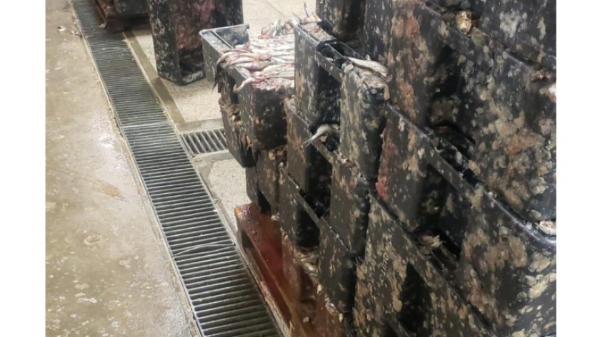 Anchoita: La flota de Chubut aporta materia prima a plantas de Mar del Plata