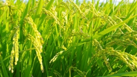 Lentamente avanza la cosecha de arroz entrerriano