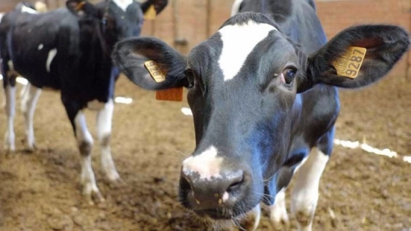 Apertura del ciclo de buenas prácticas en la producción primaria de leche