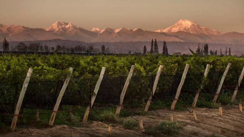 Las bodegas mendocinas acarician la "normalidad"