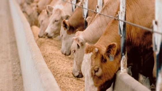 El autoconsumo en bovinos sería la forma más simple de agregar fibra a la dieta