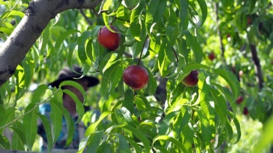 <Río Colorado: la Provincia continúa acompañando al sector frutícola con líneas de financiamiento