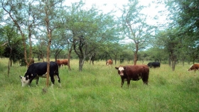 La mitigación del cambio climático no es el principal motivador de la ganadería regenerativa
