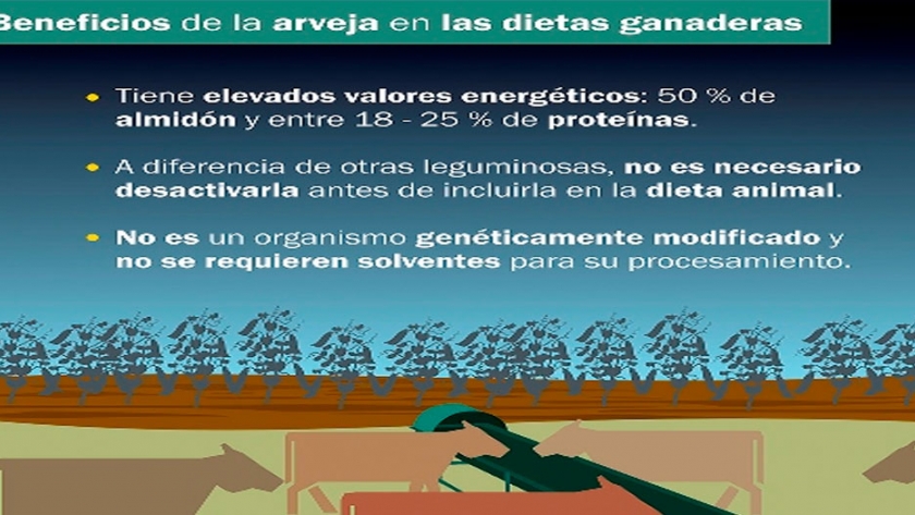 El potencial de las arvejas como complemento forrajero