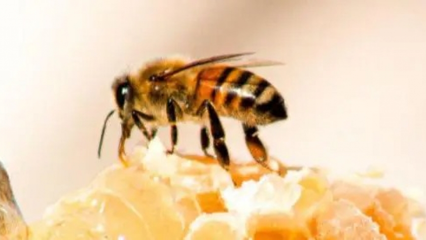 Una actualización sobre los pesticidas que dañan a las abejas