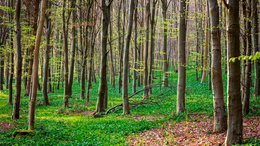 Alerta sobre la plantación masiva de árboles 