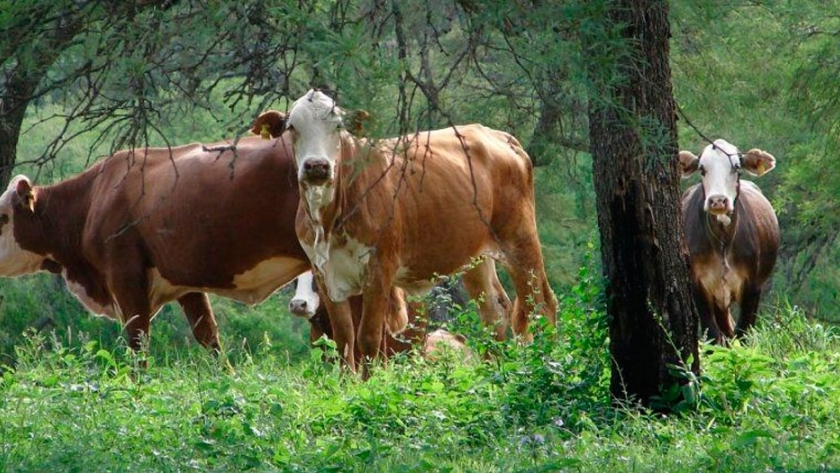 Reunión por planes de Manejo de Bosques con Ganadería Integrada en Santiago del Estero