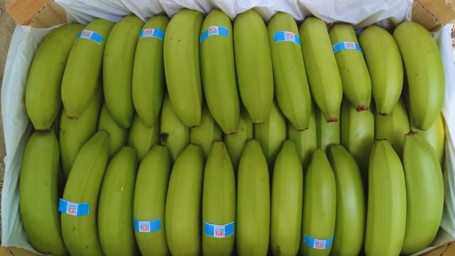 Bananas argentinas buscan recuperar terreno con nuevas variedades más productivas