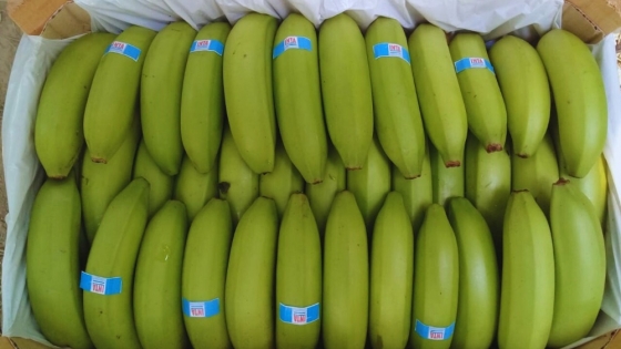 Bananas argentinas buscan recuperar terreno con nuevas variedades más productivas