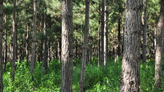 La Provincia desembolsó la suma total de $7.516.230 para la promoción forestal