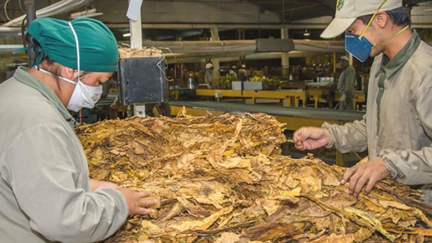 Tabaco: el sector recibió cerca de $100 millones 