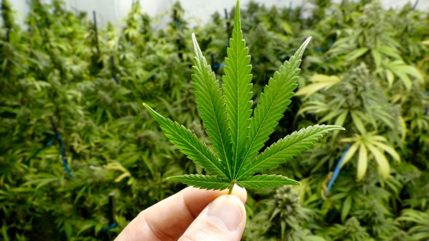 Comenzarán a producir y distribuir cannabis en Jujuy