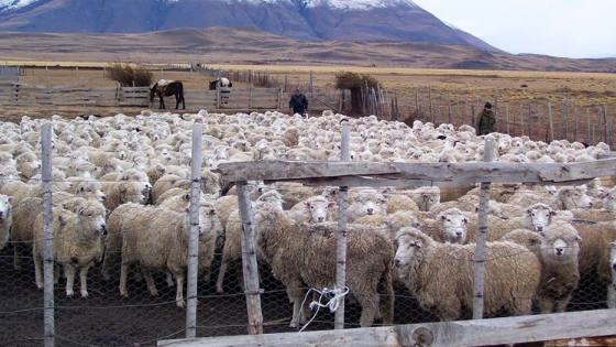 El clima y los ovinos en la patagonia