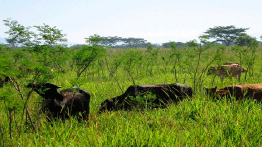 Fernando Canosa: Más temprano que tarde, la ganadería argentina podrá salir a decir nosotros capturamos carbono