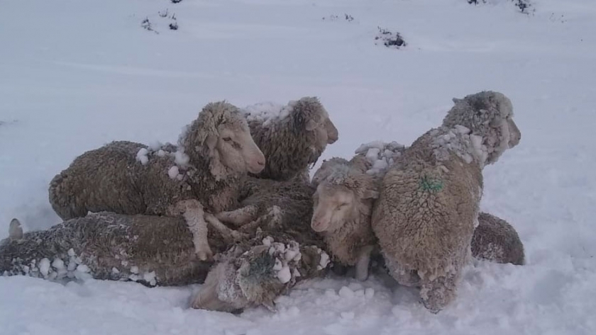 Daniel Lavayén estima que se perdió 1 millón de ovejas por las nevadas y reclama una prórroga generosa de la Ley Ovina