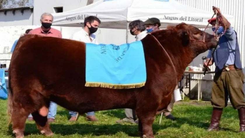 Se vendió el 50% de un toro Angus valuado en $5,3 millones