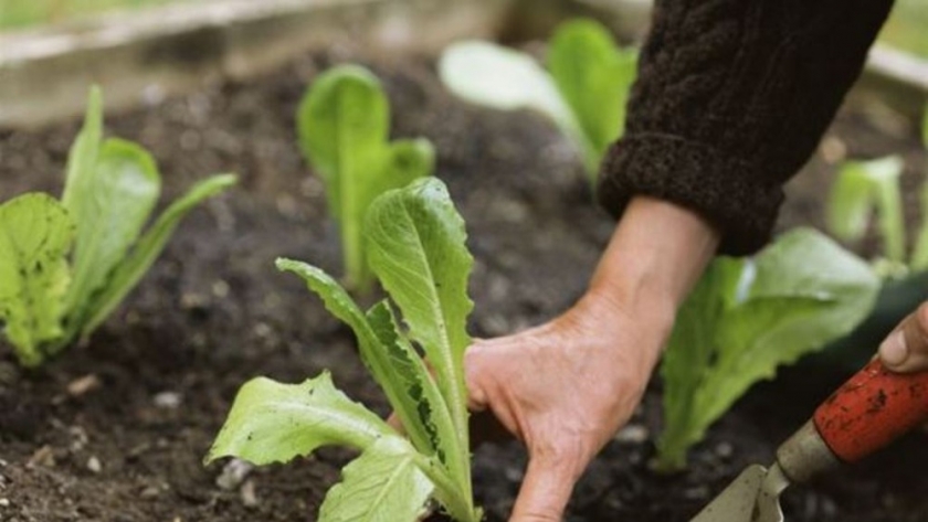 Buscan promover acciones para fortalecer la agricultura familiar en Nogoyá