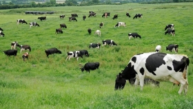 Cómo aumentar la producción de carne y leche en sistemas pastoriles