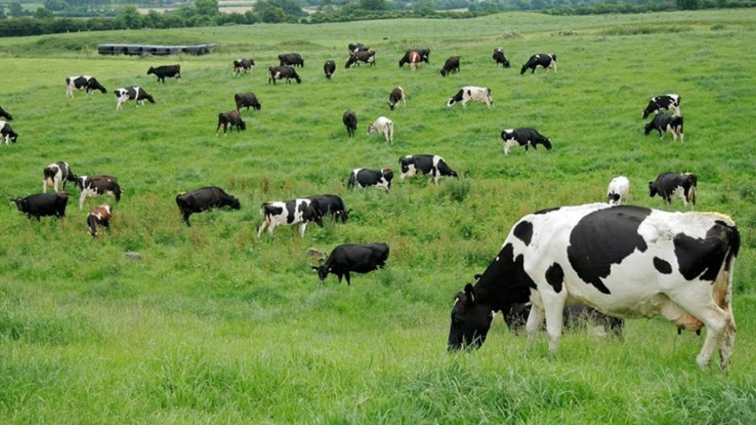 Cómo aumentar la producción de carne y leche en sistemas pastoriles