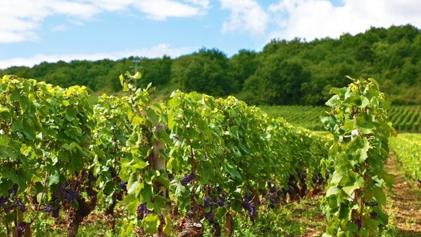 Viticultura sustentable