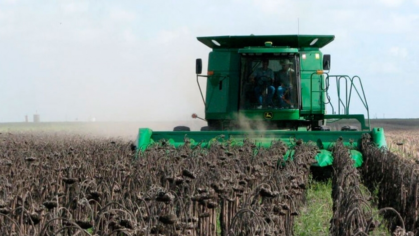 Finaliza la cosecha de girasol en Buenos Aires con algunas pérdidas