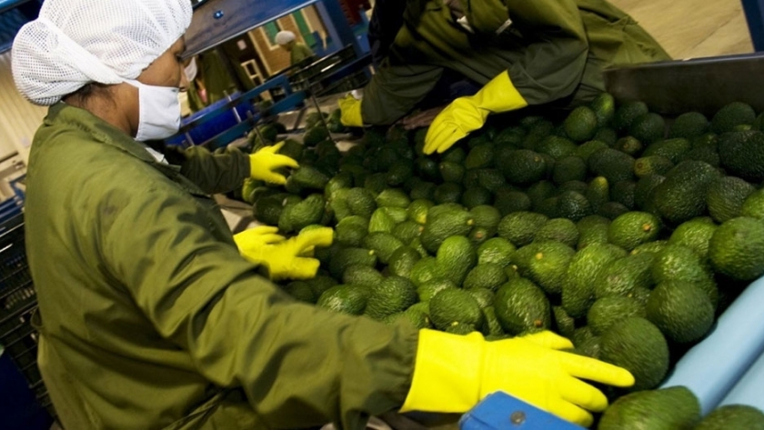 TLC con Australia ayudará a lograr US$ 8,000 millones de agroexportaciones