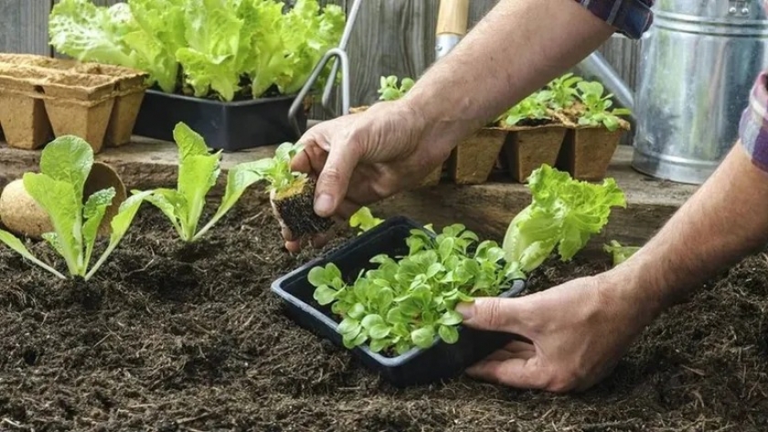 Calendario para sembrar en agosto: cómo hacer una huerta en tu casa