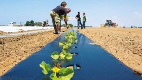 Mulching biodegradable para trabajar en cultivos
