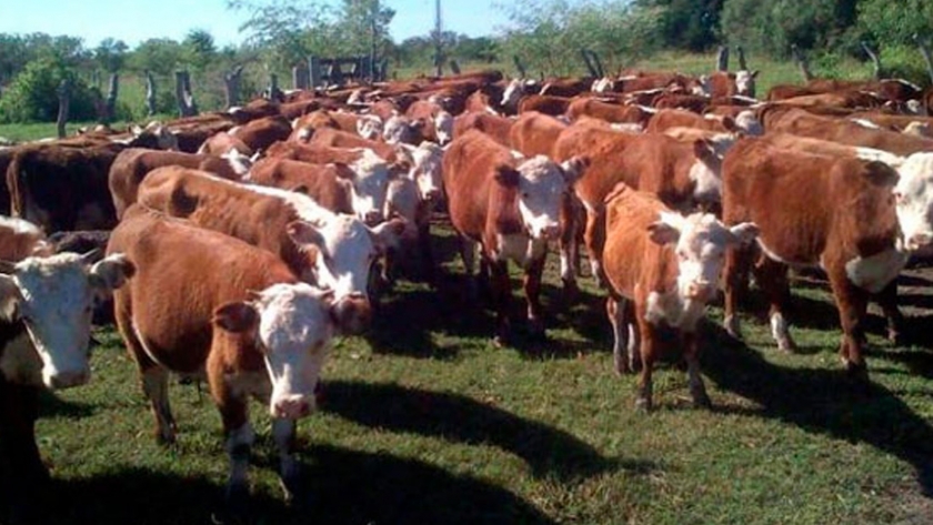 Ganadería: ya se registraron más de 250 productores mendocinos con campos fuera de la provincia