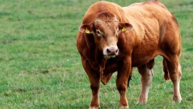 La Argentina exportará bovinos reproductores a Egipto