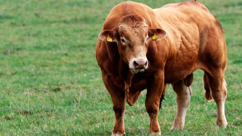 La Argentina exportará bovinos reproductores a Egipto