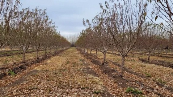 Frutos secos en la Patagonia: ¿somos testigos de la reconversión del Valle?