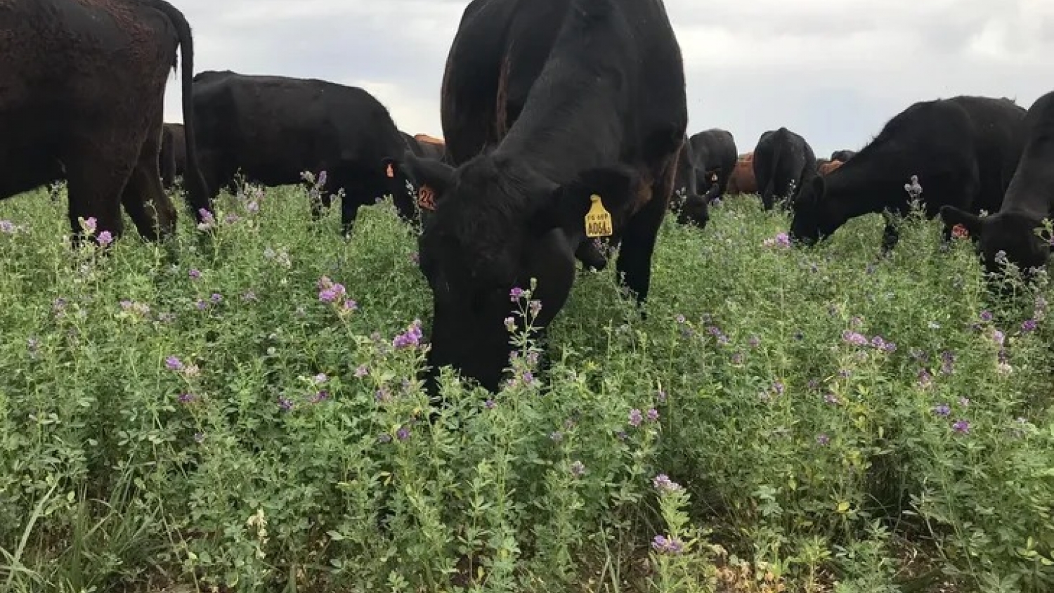 La ganadería argentina acelera el paso hacia el campo y redefine el rol del feedlot