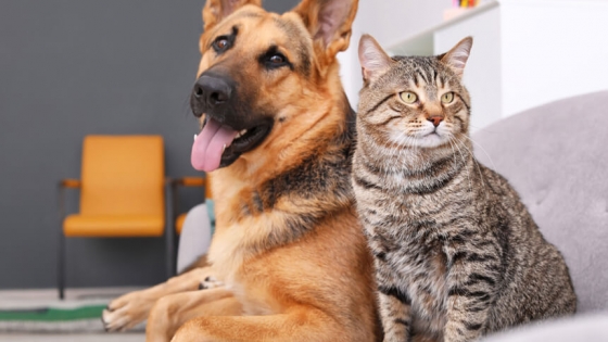 Vacunación gratuita contra la rabia para perros y gatos en Plaza Moreno este viernes