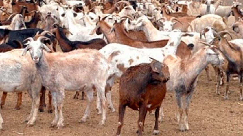 Carne de cabra