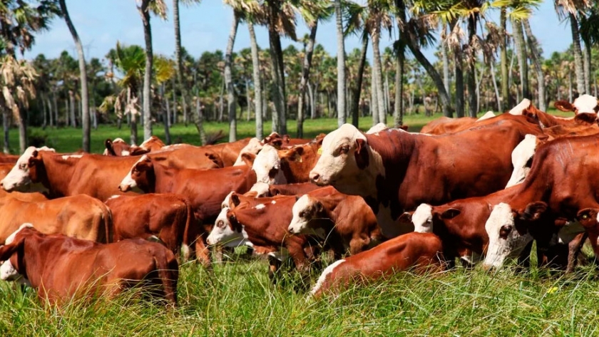 Por una convivencia entre la Vaca Muerta y la Vaca Viva