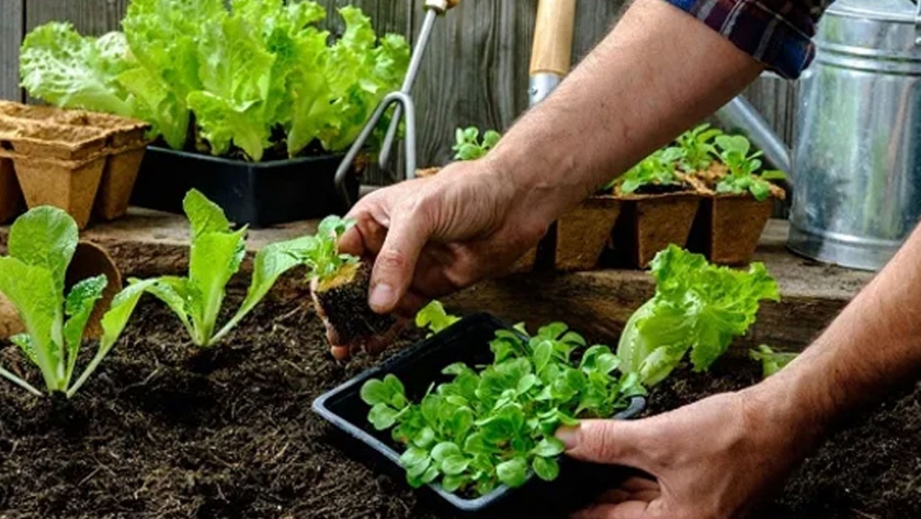 Huertas: cinco consejos clave para producir plantines