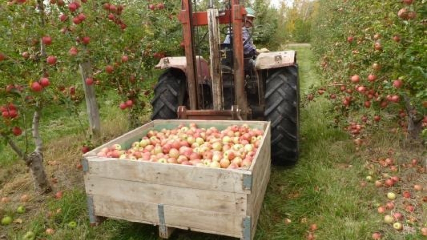 Adelanto de cosecha de manzana Granny Smith para Alto Valle