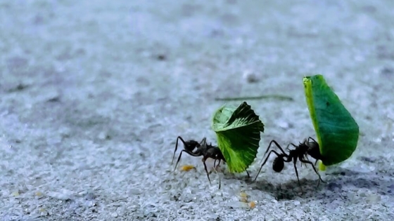 Huerta y jardín: nuevos datos sobre los hábitos de consumo de las hormigas más famosas y destructivas