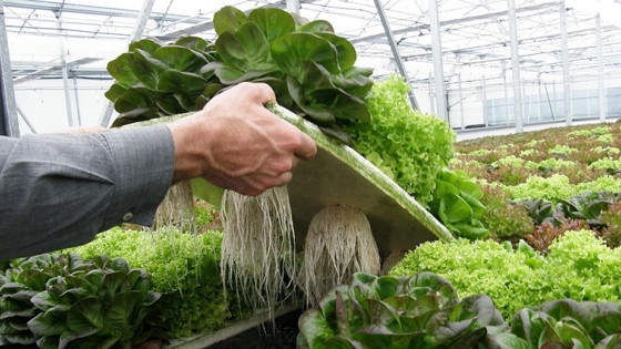 Productora de San Vicente impulsa un sistema hidropónico para cultivo de lechuga