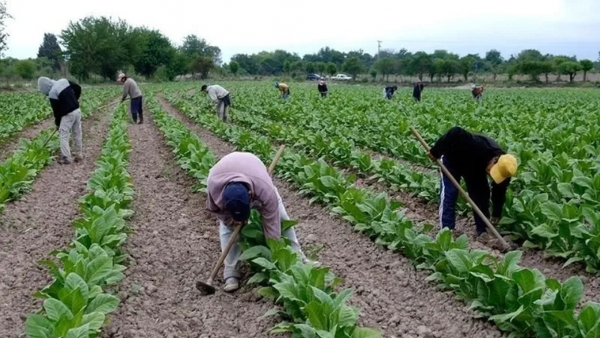 Tabaco: se transfirieron más de $952 millones del FET