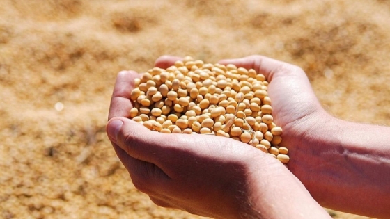Los principales países exportadores de harina de soja alcanzarían un récord en crush y exportaciones en 2024